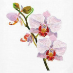 Акварельная Орхидея