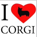 I love Corgi