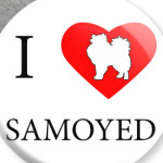 I love Samoyed