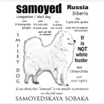 FAQ. Adult Samoyed