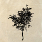 дерево
