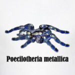 Poecilotheria metallica 2