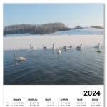Лебеди Городищенского озера
