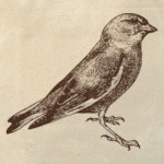 Vintage Bird Птица Винтаж