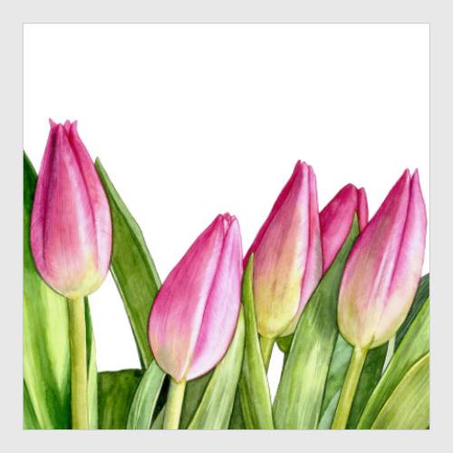 Постер Весенние тюльпаны
