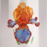 Цветок ирис акварель