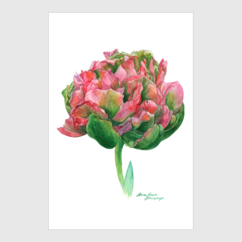 Постер Розово-зеленый тюльпан
