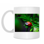 Божья коровка