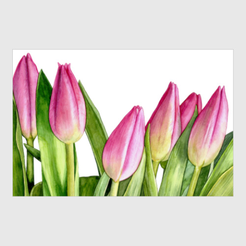 Постер Весенние тюльпаны