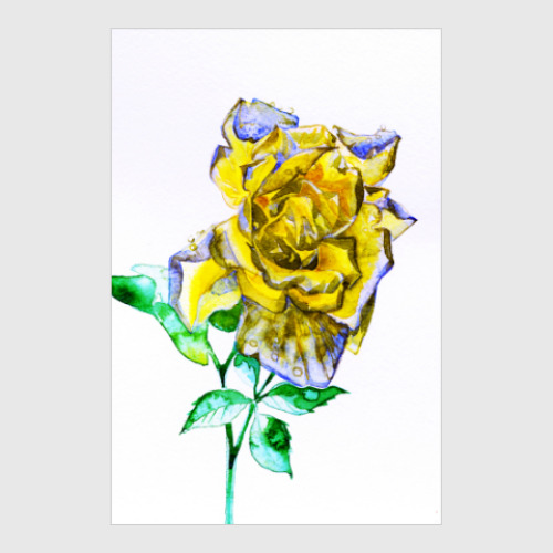Постер роза