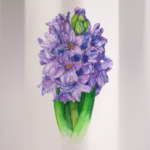 Цветок гиацинт-ирис акварель