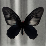 Черная бабочка