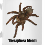 Blondi