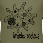 Amoeba Proteus