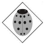  Coccinellidae