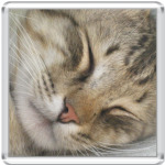   Спящий кот