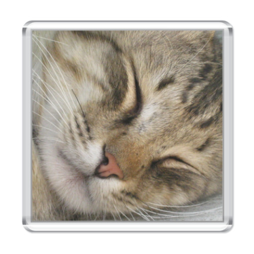 Магнит   Спящий кот