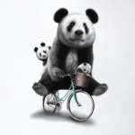 Панды на велосипеде
