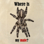 Where is my male