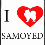 I love Samoyed