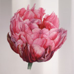 Цветок тюльпан акварель