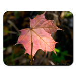  Maple Leaf