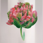 Цветок тюльпан акварель