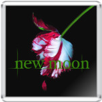 New moon flower