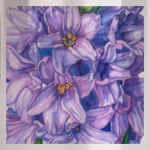 Цветок гиацинт акварель