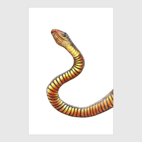 Постер Любителям змей и прочих хладнокровных