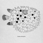 Diodon orbicularis - Рыба ёж