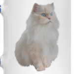 Snow White Cat