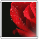 Романтичная роза