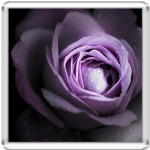 Violet Rose