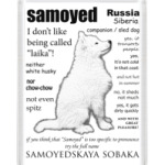 FAQ.Samoyed