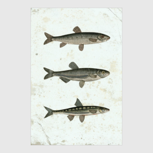 Постер Рыбы
