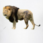 Татуированый лев