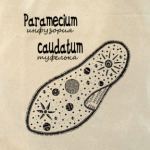  Paramecium&Euglena