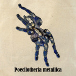 P.metallica