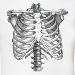 Bones