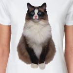 Blue Eyed Cat