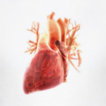  Anatomy - сердце