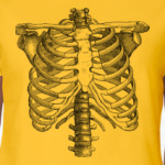 Bones