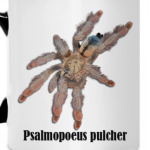 Pulcher