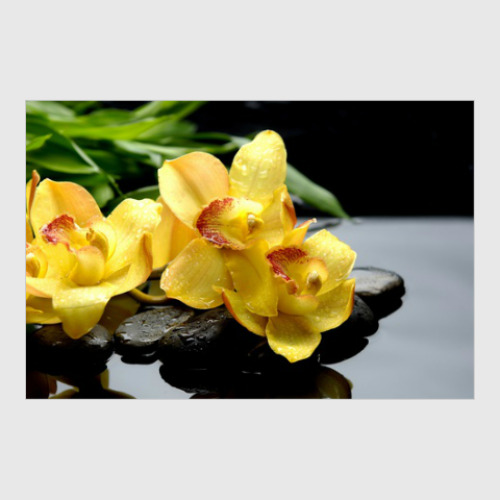 Постер Орхидея на камнях
