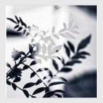Black leaves