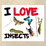  I love insects