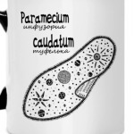 Paramecium&Euglena